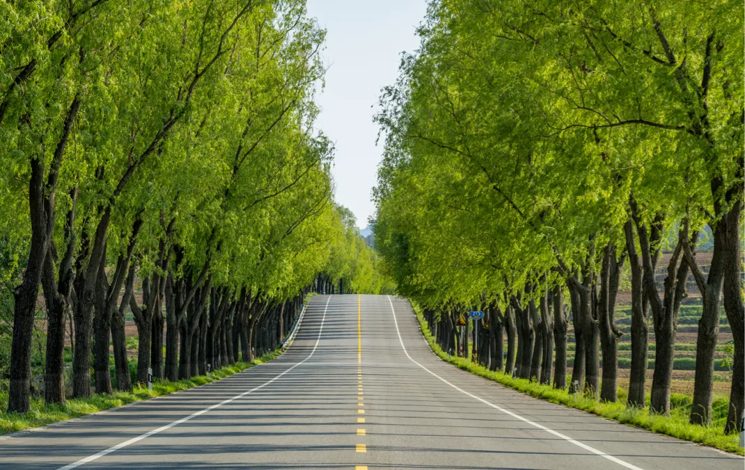 A tree lined road on a bright clear day. The road is empty.