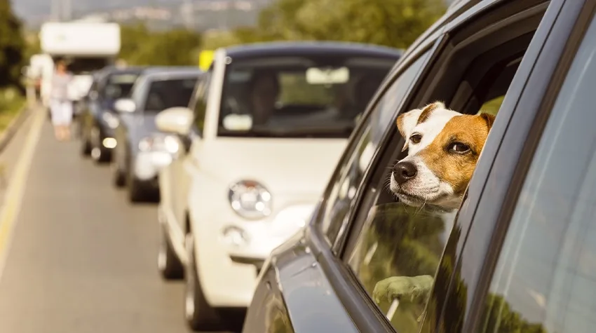 A dog looks out of a car window whilst the car waits in a queue of traffic.