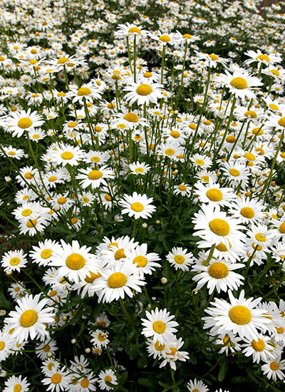 Shasta daisies (Leucanthemum x superbum)