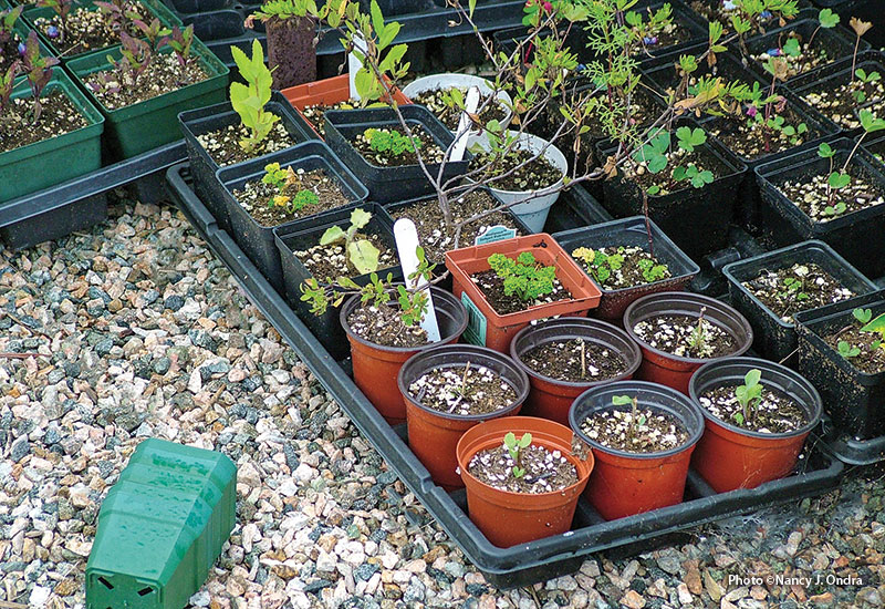 Holding bed plants in nursery pots: Left in individual pots, these plants are far less likely to thrive, and you’ll be stuck trying to keep them upright and watered daily.