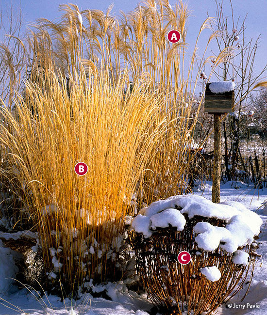 winter-plant-combinations-maiden-grass-sedum-Copyright-Jerry-Pavia