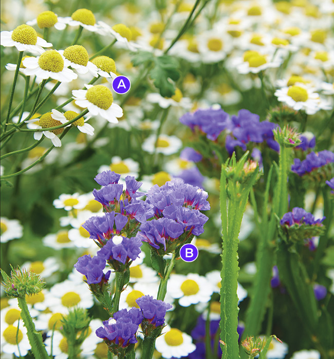 Summer plant combo feverfew and statice: This summer flower combination of feverfew and statice add cottage garden charm to beds and borders. 