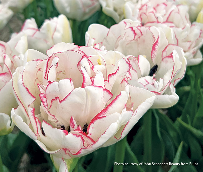 wild romance peony tulip John scheepers beauty from bulbs: 'Wild Romance' is a peony tulip which means it has a lot more petals than other tulip types. 