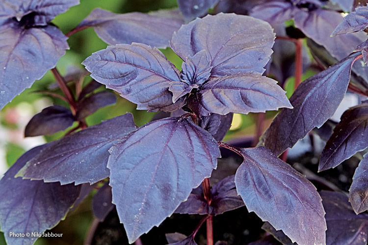 'Red Rubin' Purple basil by Niki Jabbour: 'Red Rubin' purple basil