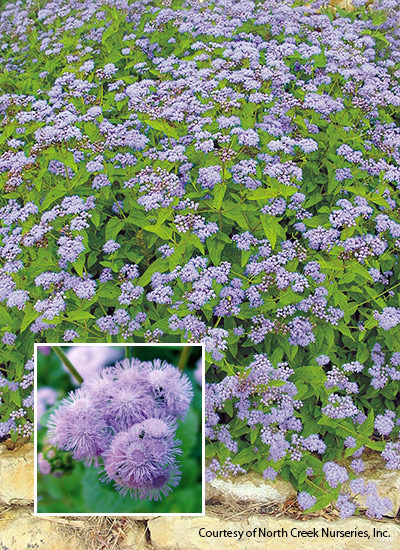 Mistflower (Conoclinium coelestinum)