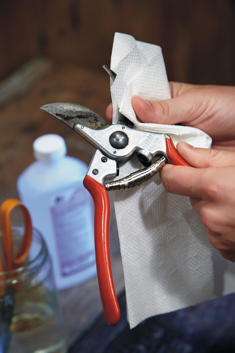 Sanitizing pruners: Wipe pruner blades with a cloth soaked in rubbing alcohol to disinfect, or use household disinfectant wipes.