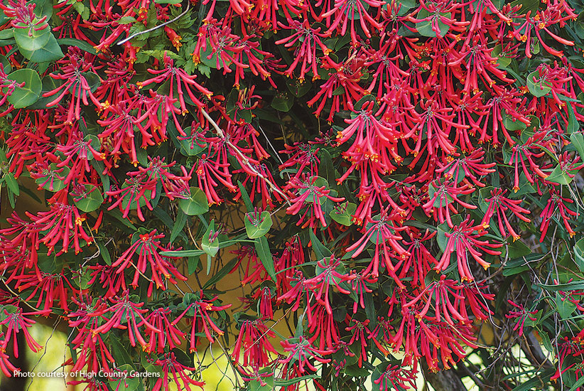 10-plants-attract-hummingbirds-Honeysuckle: If you want to bring butterflies and hummingbirds swarming to your garden, a trumpet honeysuckle is the first thing you should plant!