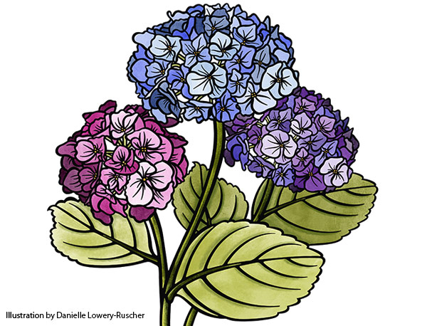 Hydrangea illustration