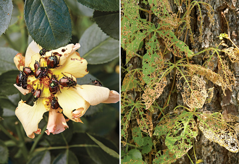 Japanese-beetle-damage-rose-leaves: Japanese beetle damage often appears as skeletonized leaves. 