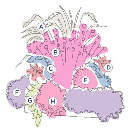 Leanne James container plan illustration: Illustrated planting plan for Leanne James's flowery windowbox.