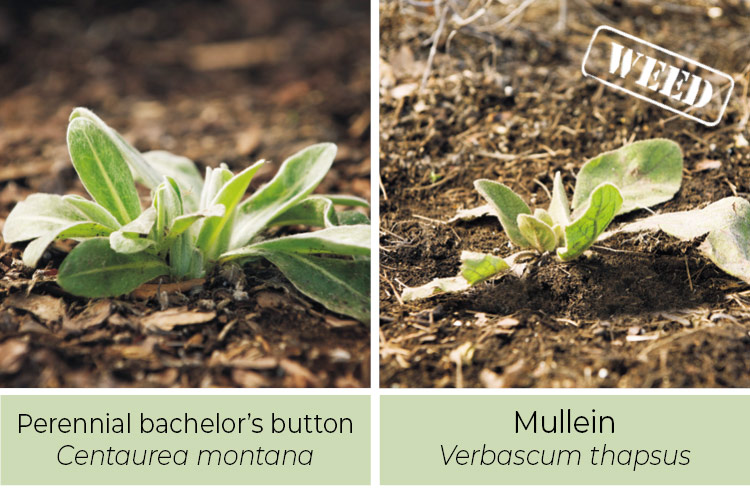 Identifying-weeds-bachelors-button-or-Mullein: To idenitify mullein, look on the bottom of the leaf for prominent veins.