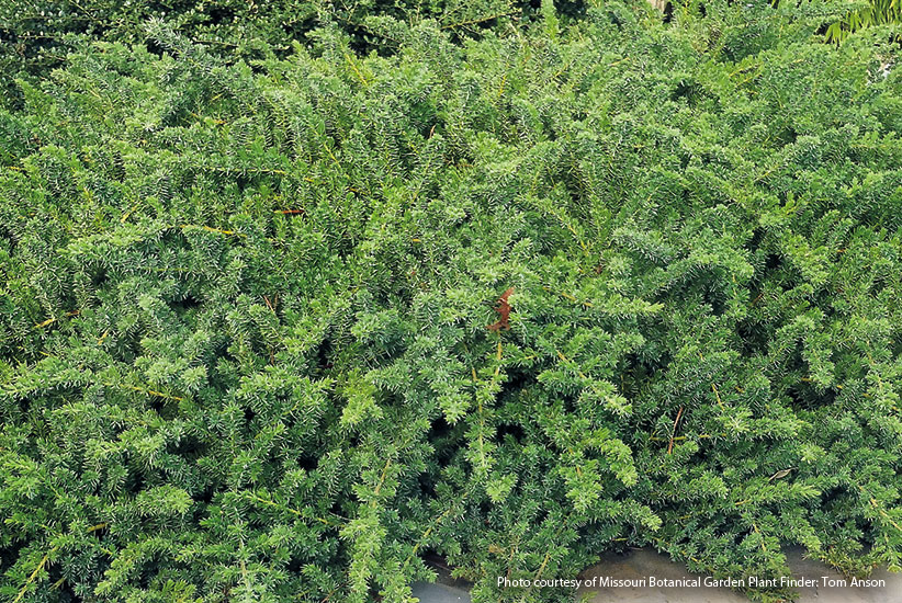Japanese garden juniper (Juniperus procumbens ‘Nana’)