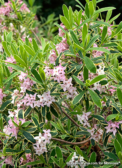 Spring Blooming Shrubs Garden Gate