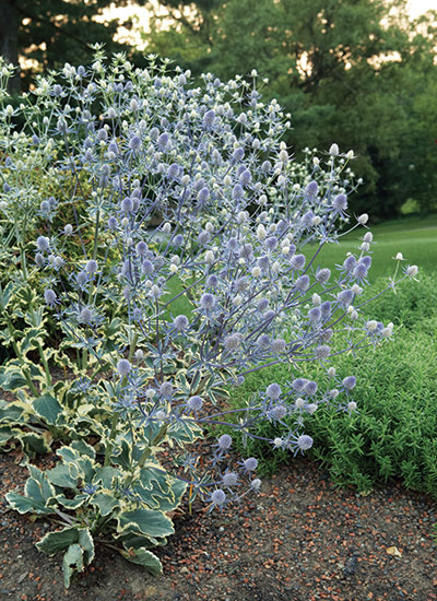 ‘Jade Frost’ (Eryngium planum)