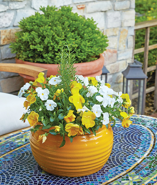 pansy container with rosemary: Try this simple and elegant container look with pansies and rosemary.