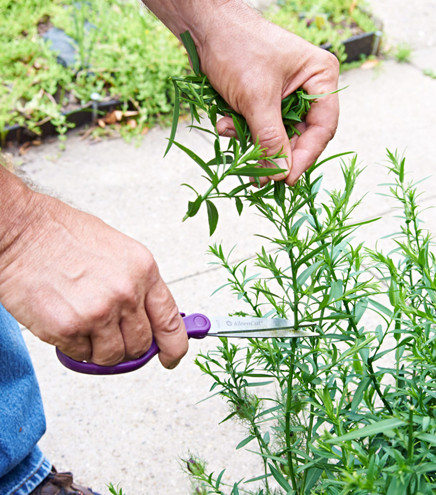 Trim back asters in summer: Cutting back aster stems once before midsummer will help encourage a bushier plant in fall.