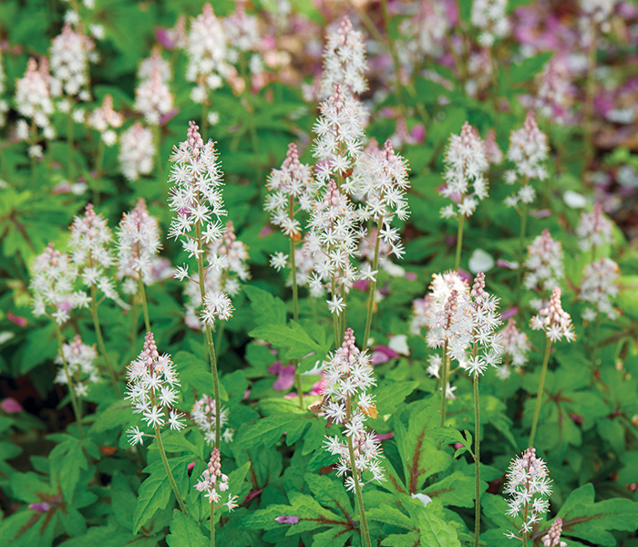 Shade Plants Stargazer Mercury foamflower: Stargazer Mercury foamflower has burgundy markings on the leaves in addition to beautiful bottlebrush blooms in spring.