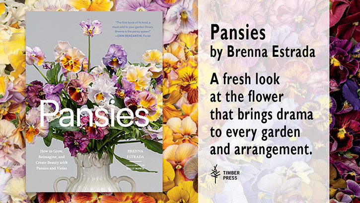 TimberPress Pansies by Brenna Estrada