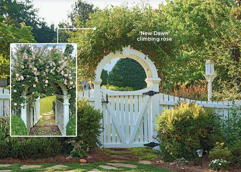 'New Dawn' climbing rose growing on white arbor: A white arbor covered in pink climbing roses is just what Carole imagined when she pictured the welcome into their backyard. Jim used skills from his career as a builder to design this arbor and the other hardscaping structures.