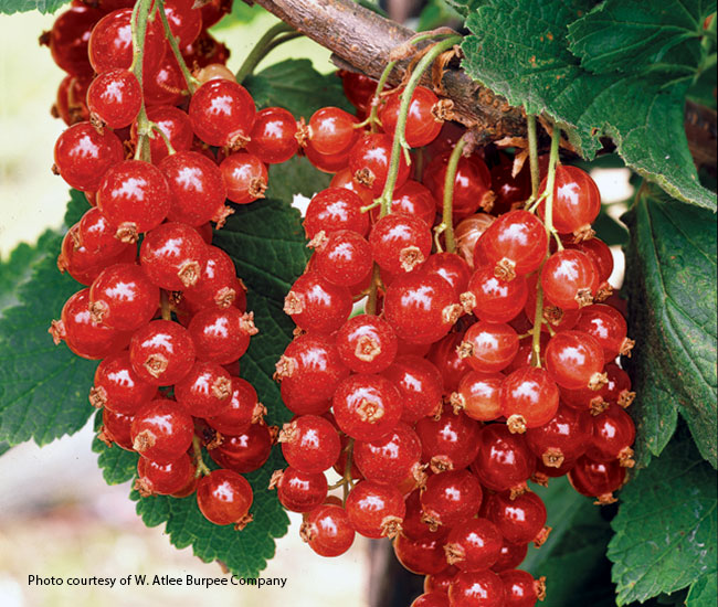 Currant (Ribes rubrum ‘Red Lake’)