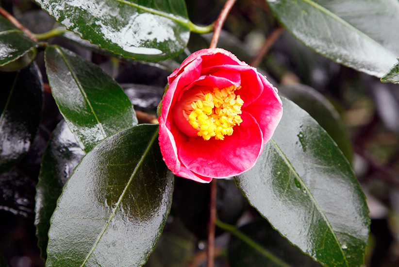winter-flowering-shrubs-camellia: Camellia flowers can be singles like the one here or densely packed with silky petals, and the glossy evergreen leaves are eye-catching.