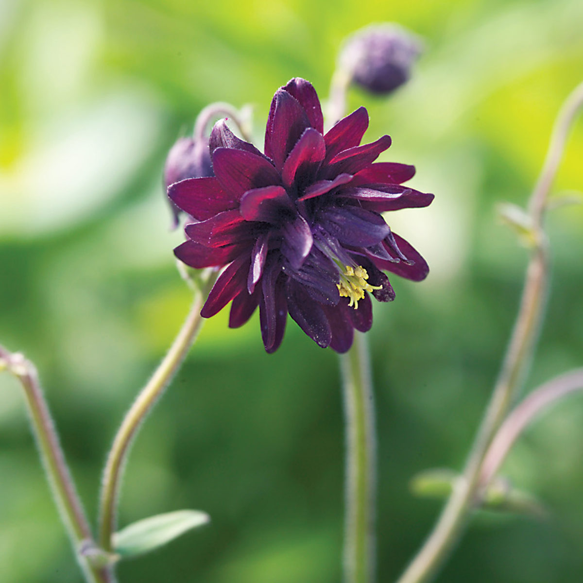 Black barlow columbine bloom: ‘Black Barlow’ columbine will bring classic cottage garden charm to your gothic garden.