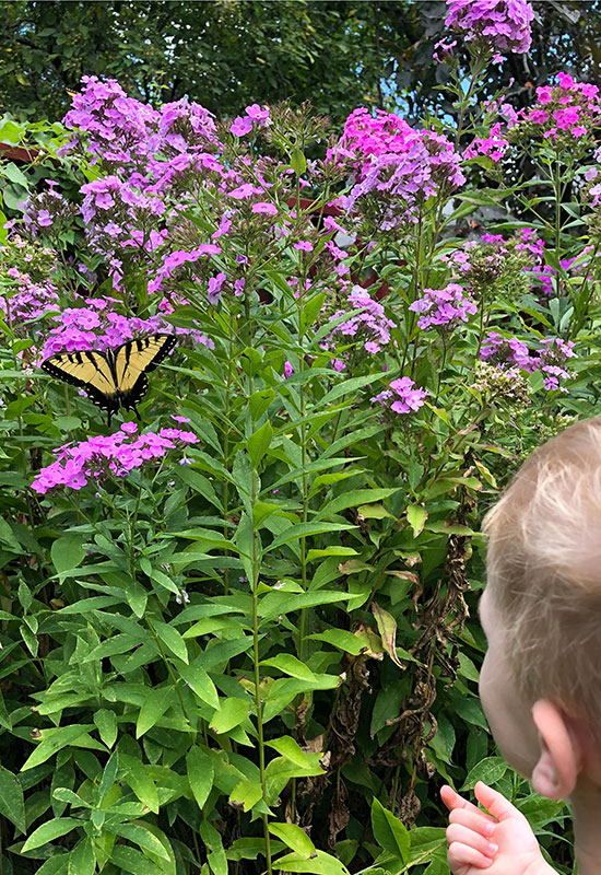 Reseeded phlox — a lot of it!