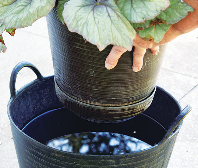 Overwintering plants lead: Before you bring a plant indoors, submerge the pot in a bucket of water for up  to 24 hours to force pests  out of the potting mix.