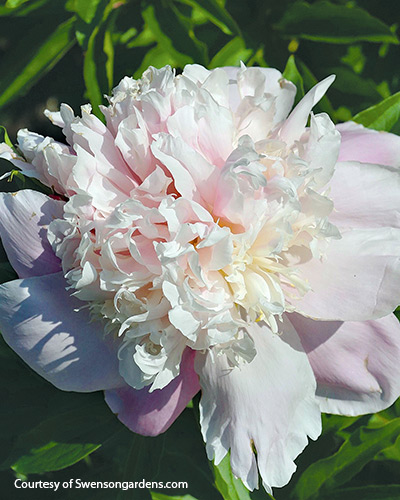 ‘Little Jeanne’ (Paeonia hybrid)