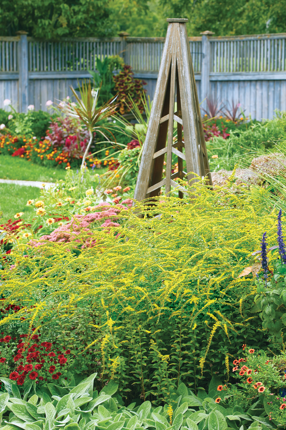 GG179 TP Rough goldenrod at Test Garden gaka1668: ‘Fireworks’ goldenrod is a tough perennial for clay and extremely beneficial to pollinators as a late-season nectar source.