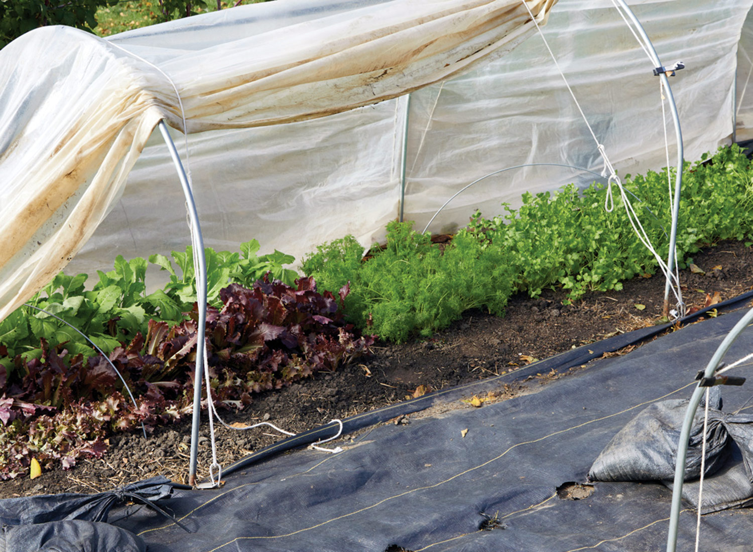Shade cover for vegetable gardens: A shade tunnel made of row cover and wire hoops shields plants from hot sun in the summer garden.