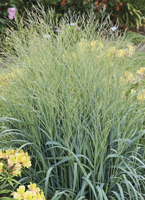 ‘Niagara Falls’ switchgrass (Panicum virgatum)