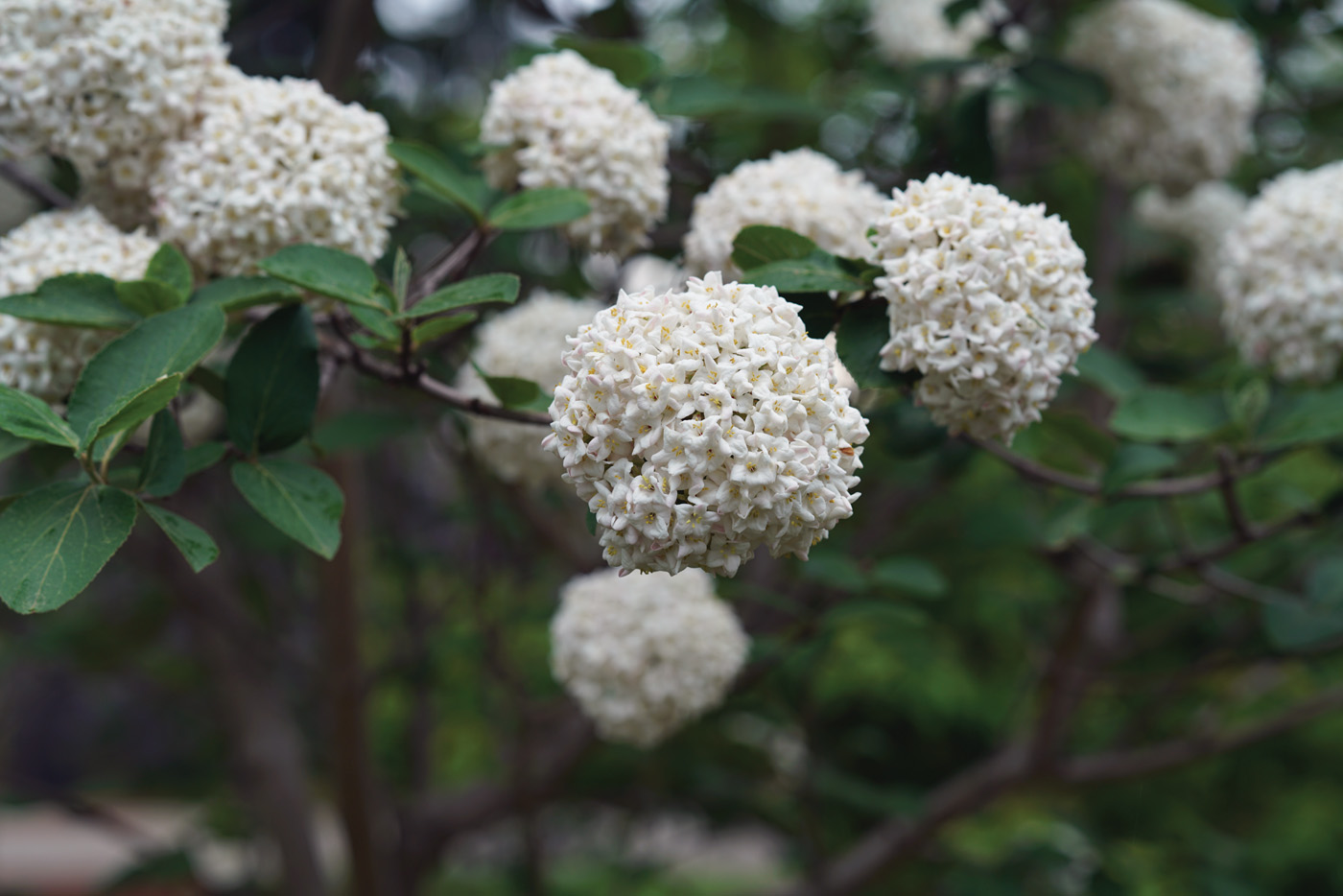 Viburnum Spice Cowboy: Enjoy fragrant blooms and fall foliage with this new viburnum introduction. Photo courtesy of Proven Winners.