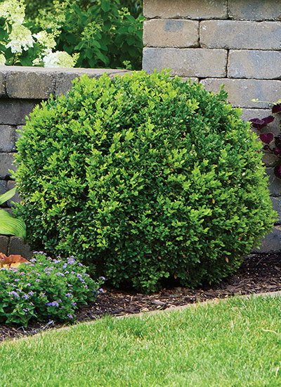 ‘Green Velvet’ boxwood (Buxus hybrid)