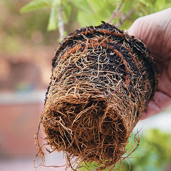 summer-garden-checklist-repot-plants-that-have-grown-out-of-pot-size: Check your plant’s root system to determine if it needs to be potted up in a larger container.