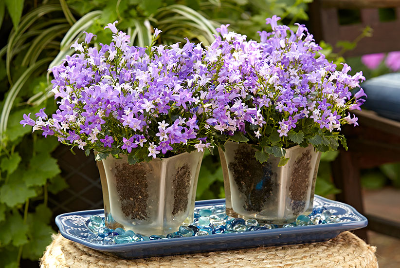 Using old glass lampshades as planters for a table display: Glass lampshades make a unique centerpiece when planted up with pretty flowers.