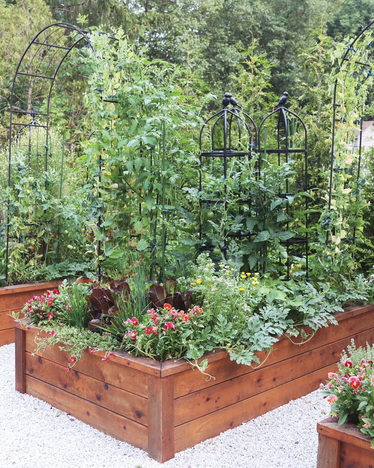 GG184 SW Raised beds:  Lettuce, chives, pot marigold and pansies combined make this raised bed planting beautiful and productive. LOCATION: Jaclyn Pien’s Garden