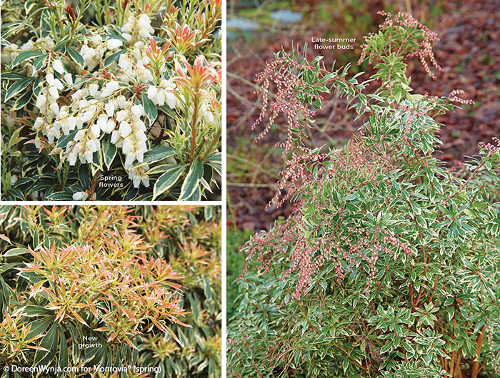 variegated Japanese pieris doreenwynja.com for Monrovia: Variegated Japanese pieris is a flowering shrub worth adding to the garden with its white spring flowers and pink blush on new growth.