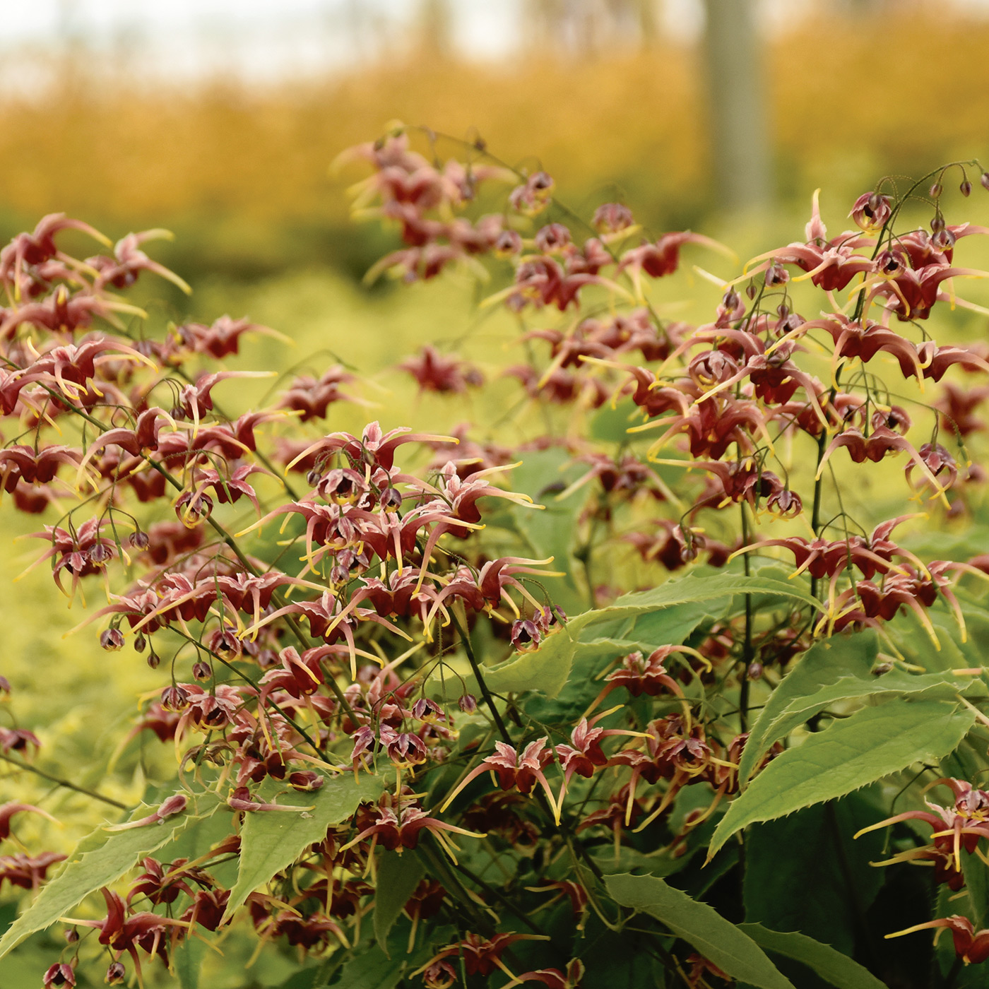 Cranberry dancer epimedium courtesy of Walters Gardens, Inc.: Photo courtesy of Walters Gardens, Inc.