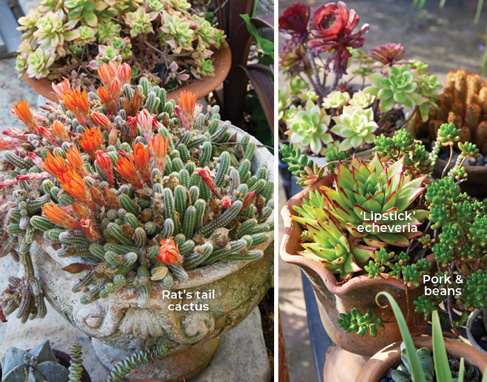 Rebecca Sweet succulent planters with Rat's tail cactus, echeveria and pork & beans:  It doesn’t take much to get this vigorous rat’s tail cactus (*Disocactus flagelliformis*) to flower in Rebecca’s garden. Blooms appear in late spring to early summer and last several weeks.