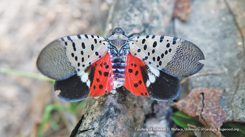 spotted lanternfly photo courtesy of Rebekah D. Wallace, University of Georgia, Bugwood.org: Spotten lanternfly adults have bright red underwings as seen here. 