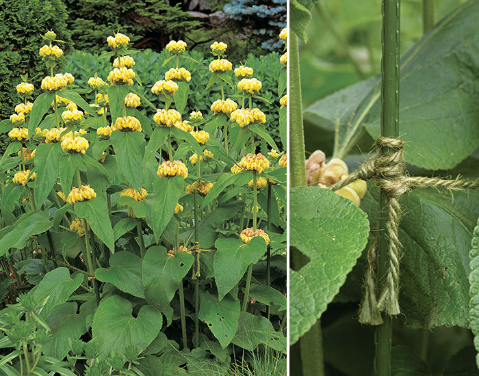 Staking Jerusalem sage phlomis: Green twine blends in with the foliage so it’s practically invisible with this Jerusalem sage.