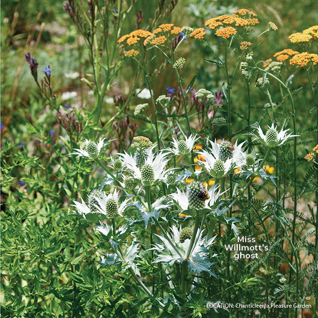 Miss Willmott's ghost Sea holly at Chanticleer: Make a big impression with Miss Willmott’s ghost. Its tall, 2-inch cone and broad silver-gray bracts make quite a statement.