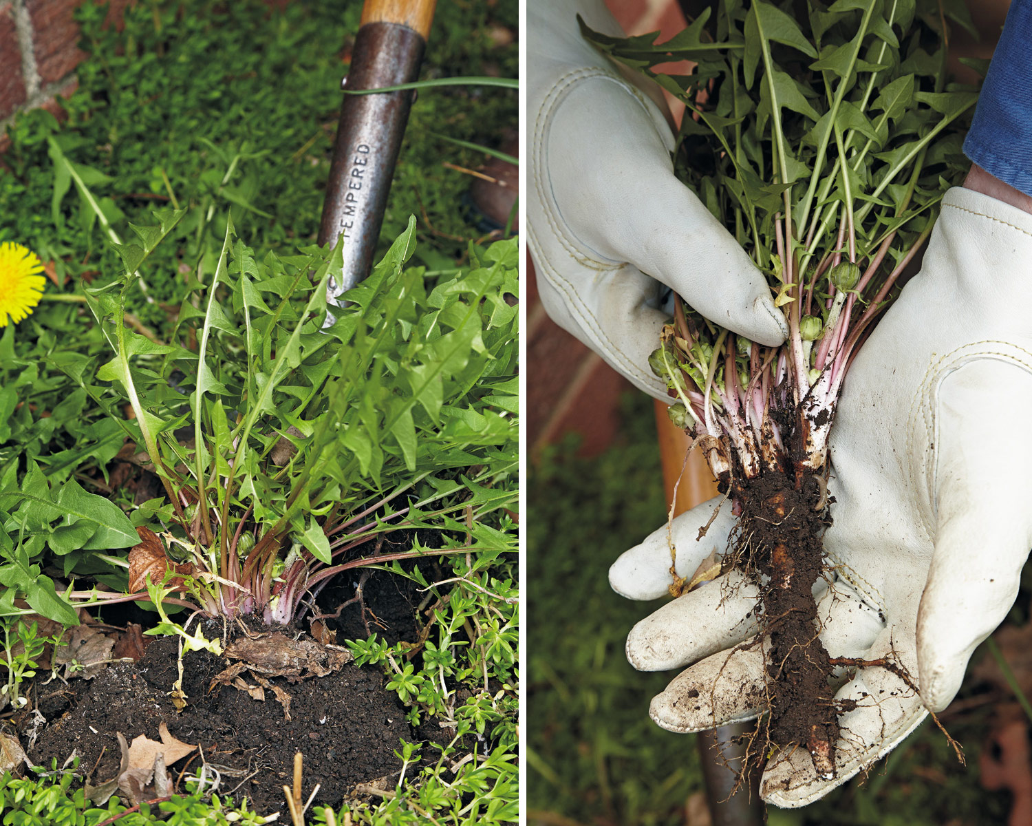 How to dig up a dandelion with the root: Dandelions have deep taproots, like you see at right, and will regrow if you only cut it off and don’t dig the whole plant.