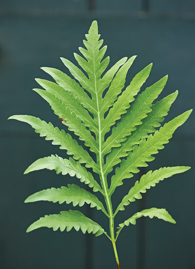 Sensitive fern (Onoclea sensibilis)