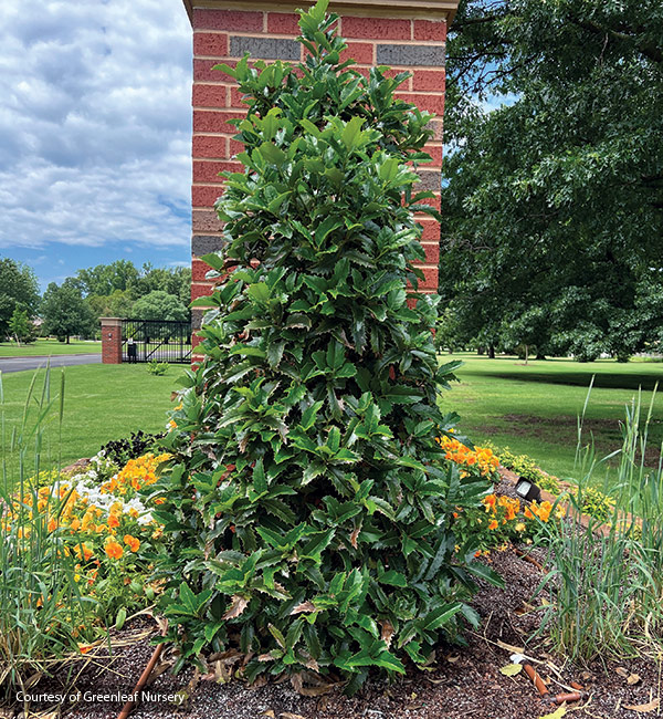 Crown Point Illex greenleaf nursery: Don't have a lot of room in the garden? This columnar holly will fit right in.