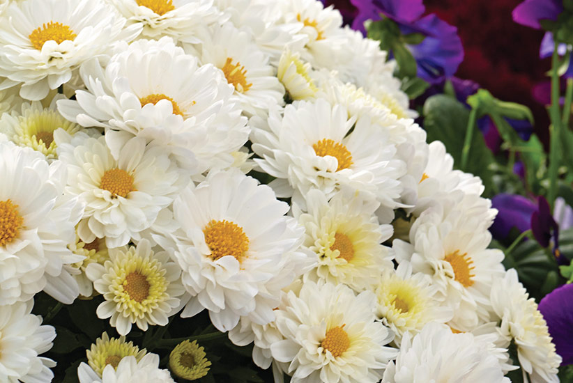 Chelsey™ White cushion mum (Chrysanthemum x morifolium)