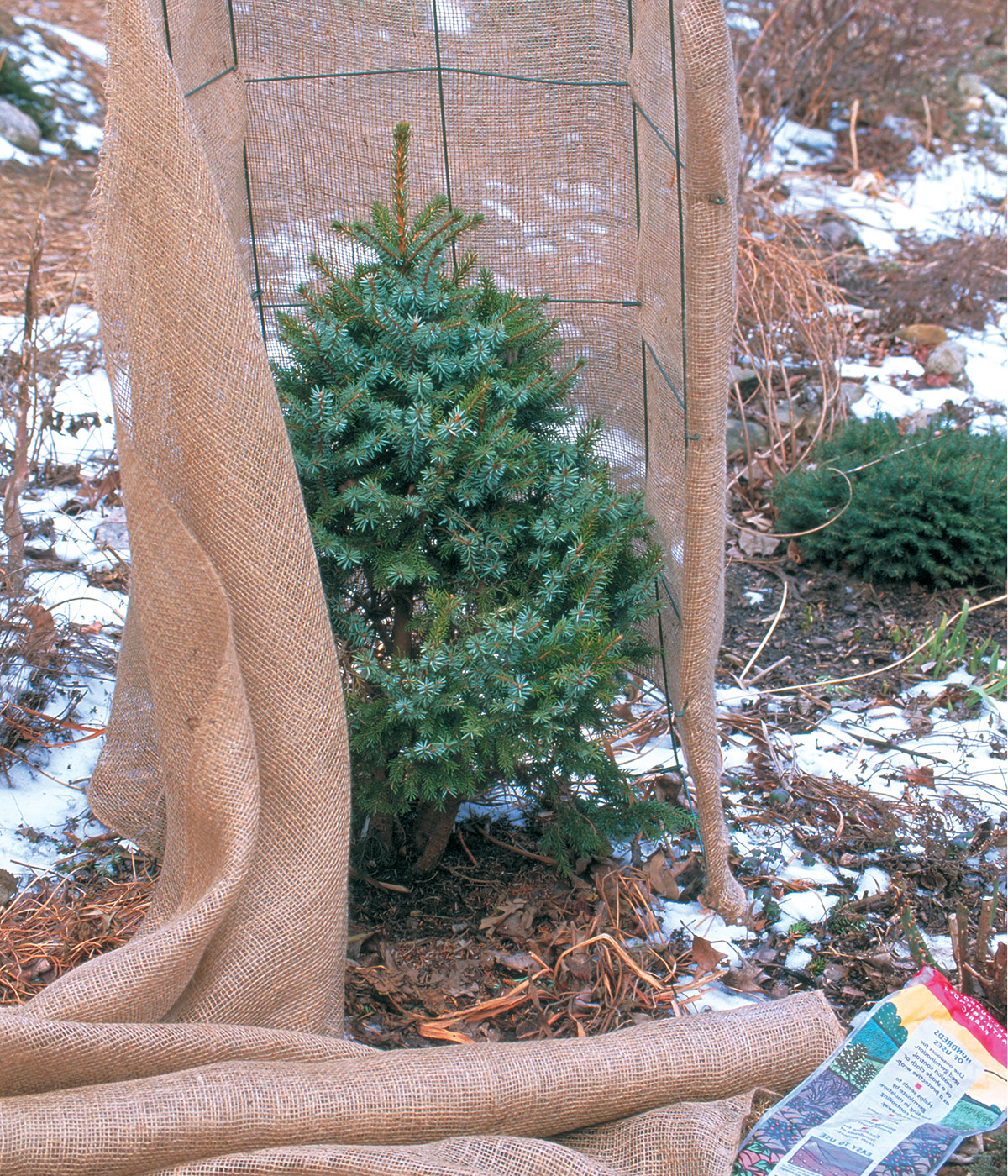 Protecting trees in winter with burlap: Create a screen to shield vulnerable plants from harsh winter wind and temperatures.