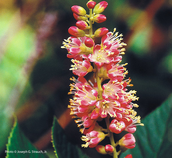 Summersweet (Clethra alnifolia ‘Ruby Spice’)