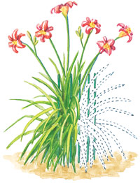 daylily bamboo stakes illustration: Pull the bamboo stakes up as the daylilies grow.